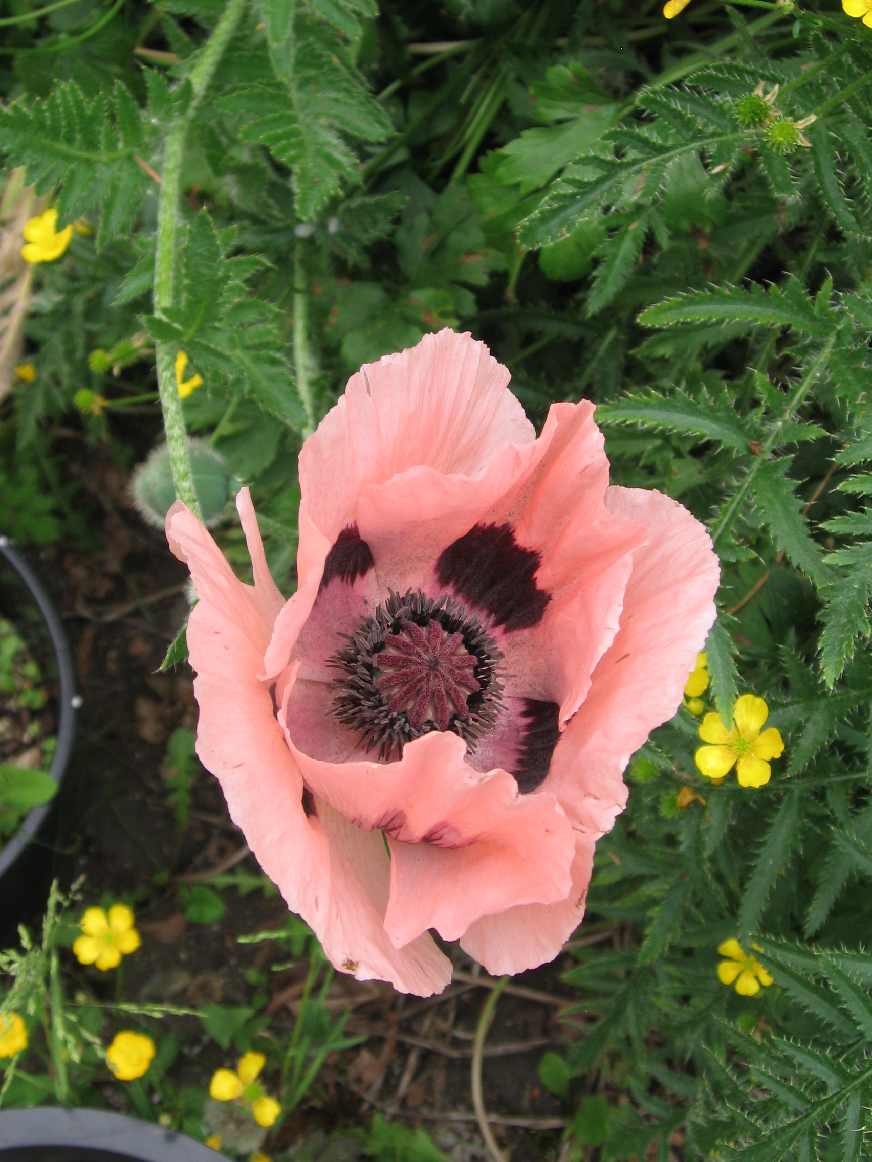 Papaver Orientale